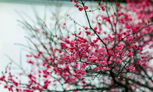 天气暖和了，淄博最新赏花踏春攻略来了